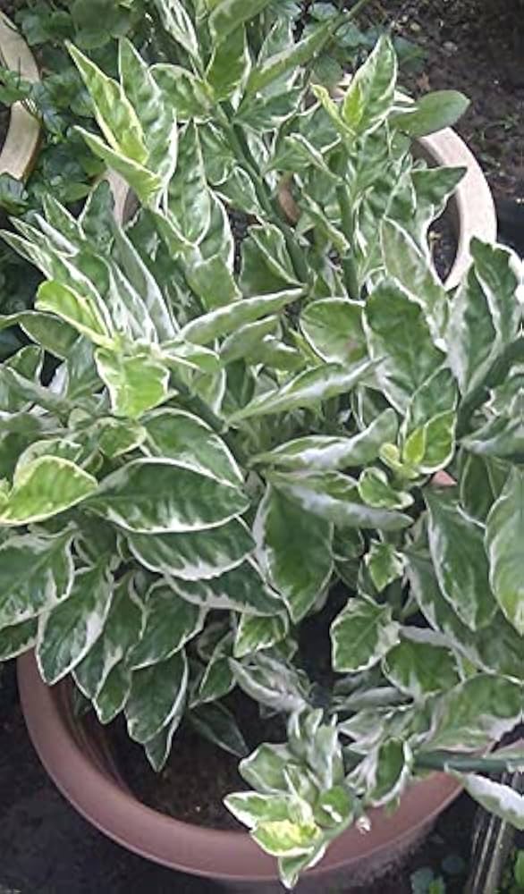 G.M.J.K ENTERPRISE 6 nos of nagdoon red slipper spurge